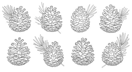 Collection of pine cones in various shapes and sizes © Nur