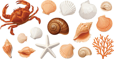 Collection of realistic sea shells, coral, starfish, and crab illustrations perfect for beach, ocean, marine, and coastal themed designs
