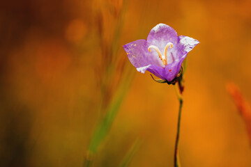 Macro close-up of a delicate purple blossom with shallow depth of field and bright summer colors.