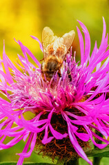 Macro close-up of a honeybee collecting nectar on a vibrant pink wildflower with soft yellow green background.