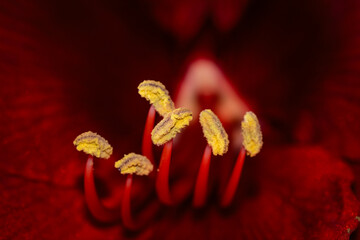 Beautiful red amaryllis flower in full bloom with delicate macro petals