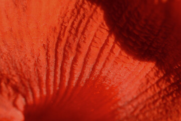 Beautiful red amaryllis flower in full bloom with delicate macro petals