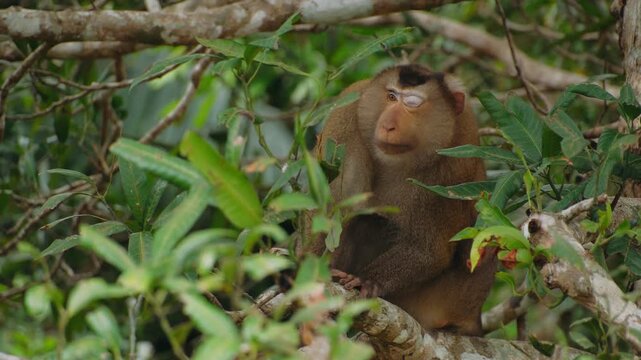 Northern pig tailed macaque resting on a tree branch in its natural habitat. The primate is relaxing in the lush green Cambodian jungle.