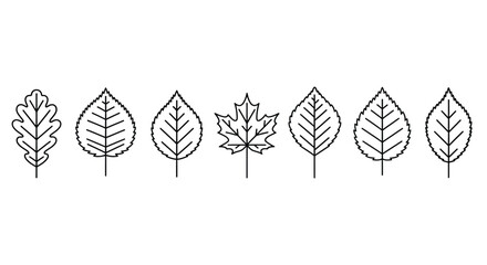 Variety of leaf shapes © Nur