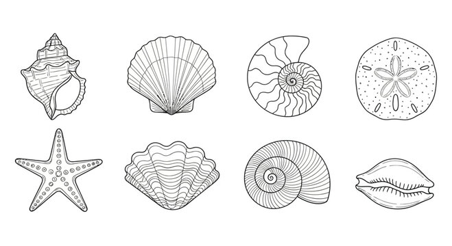 Collection of various seashells and starfish