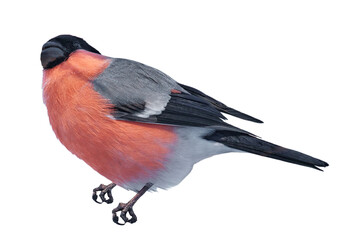 Fototapeta premium Eurasian Bullfinch (Pyrrhula pyrrhula). Male bullfinch (Pyrrhula pyrrhula). Bird on an isolated white background. Wildlife. Transparent background. 