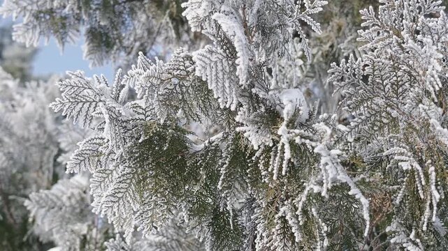 Frost and snow covered pine branches in winter