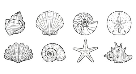 Collection of marine shells and starfish