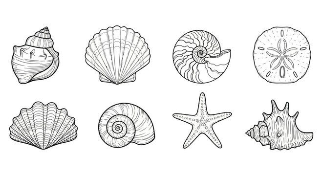 Collection of marine shells and starfish