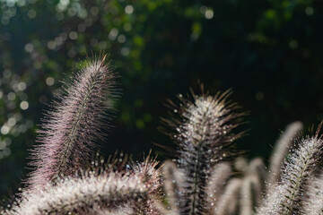 Obraz premium In the morning, the macro camera captured the dewdrops covering the wolf grass