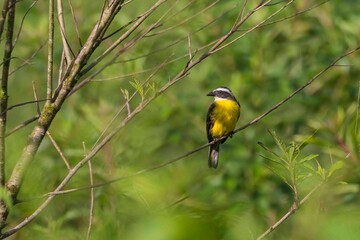 A yellow bird with brown eyes perched on a tree branch.