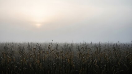misty sunrise over dry cornfield