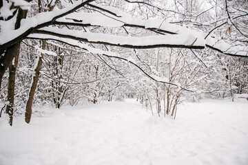 Winter landscape. Snowy forest in winter park. Alley and ski track in winter park. Trees covered with snow. Frosty snow alley in the winter park