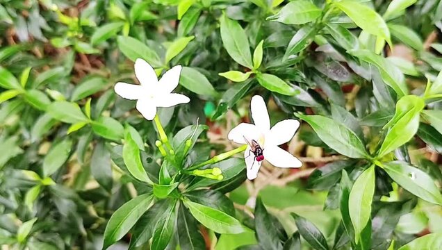 Jasmine flower variety Jasminum sambac