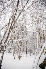 heavy snowfall in the city park, vertical photo