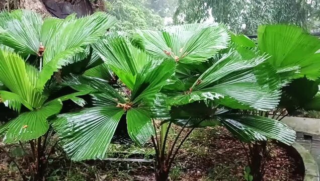 Licuala grandis plants that are wet from the rain