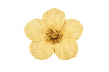Dried yellow flower, a pressed botanical element with delicate petals and a visible center, on a transparent background
