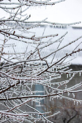 Tree branches covered with ice and icicles in winter.