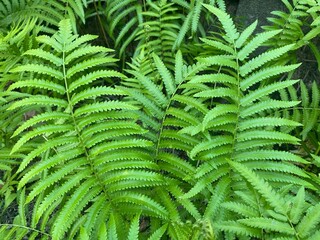 fern leaves in the forest © Waenamah