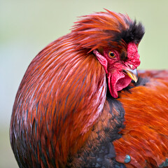 Vibrant rooster with striking reddish-brown plumage and a distinctive black crest. Its regal presence and detailed feathers are captured in a close-up, highlighting its beautiful farm animal features.