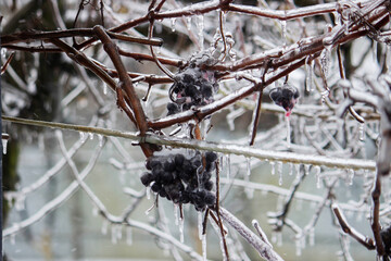 Tree branches covered with ice and icicles in winter.