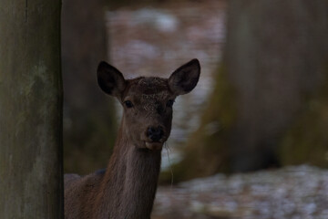 Aufnahme eines scheue , aufmerksamen Rehes.