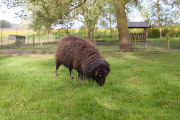 A fluffy dark brown ouessant sheep peacefully grazes on vibrant green grass in a sunny rural meadow. Serene scene of farm animal enjoying nature.