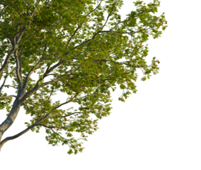 Sorbus aucuparia tree corner view, cutout, transparent background isolate, Dramatic tree silhouette against colorful sunset sky, nature, landscape, scenic view