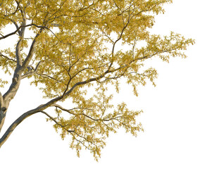Fototapeta premium Gleditsia triacanthos tree corner view, cutout, transparent background isolate, Scenic view of a rugged mountain landscape, beautiful rocky peak, amazing view