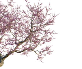 Cercis siliquastrum tree corner view, cutout, transparent background isolate, Ancient gnarled tree trunk, weathered bark texture, forest detail, nature close-up