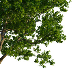 Obraz premium Acer campestre tree corner view, cutout, transparent background isolate, Lush green forest landscape, vibrant summer foliage, dense woodland, nature background, serene wilderness