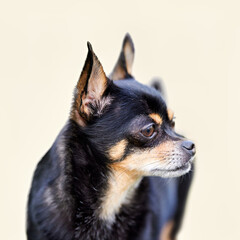 Close-up of a charming black and tan Chihuahua looking curiously to the side against a light background. A cute and alert small dog portrait.