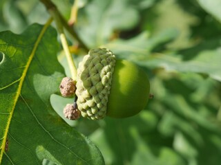 Maturing green acorn on hybrid oak tree (Quercus × bimundorum ‘Midwest’) in late summer, Colorado © Ted Iwabuchi Nature