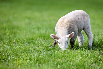 Adorable white lamb peacefully grazing in a lush green field on a bright day. A symbol of spring, innocence, and rural life.