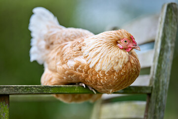 A beautiful hen rests comfortably on a mossy wooden bench outdoors. Its soft, golden feathers and serene expression create a peaceful, rustic scene, highlighting farm life and domestic poultry.