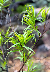 Fresh springtime growth in the forest
