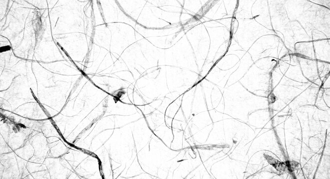 An abstract texture of entangled fibers on a white paper background with natural patterns