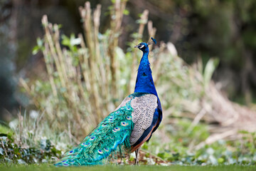 Majestic peacock with vibrant blue neck and long, iridescent tail feathers stands gracefully on green grass, observing its natural surroundings. Blurred natural background.