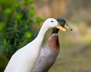 Two Indian Runner ducks stand side-by-side, one white and alert in the foreground, the other brown-headed and blurred behind. Outdoor scene with natural light.