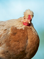 A unique crested hen with warm brown feathers stares intently against a soft blue background. Its distinctive head plumage adds character to this domestic bird.
