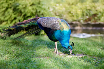 Vibrant peacock foraging on lush green grass in a natural outdoor setting, head down pecking at the ground near a pond. Beautiful iridescent feathers.