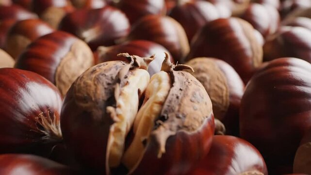 Detailed macro view of fresh unpeeled uncooked raw chestnut collection organic seasonal autumn nut edible seed harvested brown textured shell surface background close-up nature food ingredient