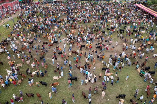 Bogura, Bangladesh - 30 July 2020: Aerial view of a bustling cattle market, a sea of people and animals creating a vibrant mosaic of commerce and community.