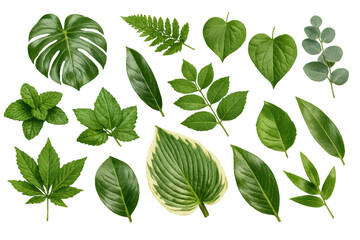 Collection of assorted green leaves and foliage types, including monstera, fern, mint, and tropical plants, on transparent background