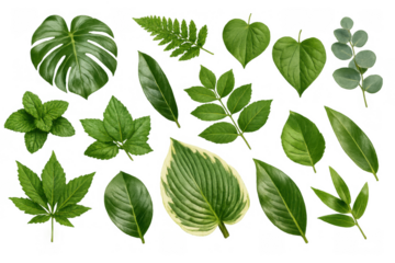 Collection of assorted green leaves and foliage types, including monstera, fern, mint, and tropical plants, on transparent background