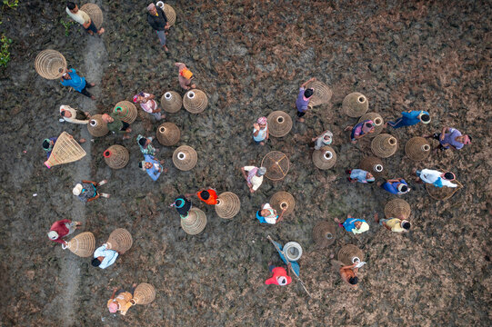 Pabna, Bangladesh - 05 December 2020: Aerial view of people scattered across the muddy earth, each carrying woven baskets, creating a textured tapestry of labor and life.