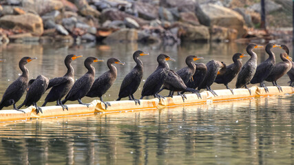 Flock of cormorants nesting on yellow swimming buoy on a lake. 