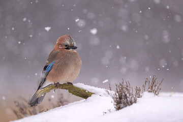 Eurasian jay on a branch enjoying the winter and snowfall
