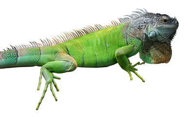 A big iguana lizard on white background.