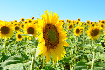 Fototapeta premium a close up of Sunflower Field Under a Clear Blue Sky copy space